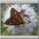 Pyrausta aurata - Goldzuensler 02.jpg